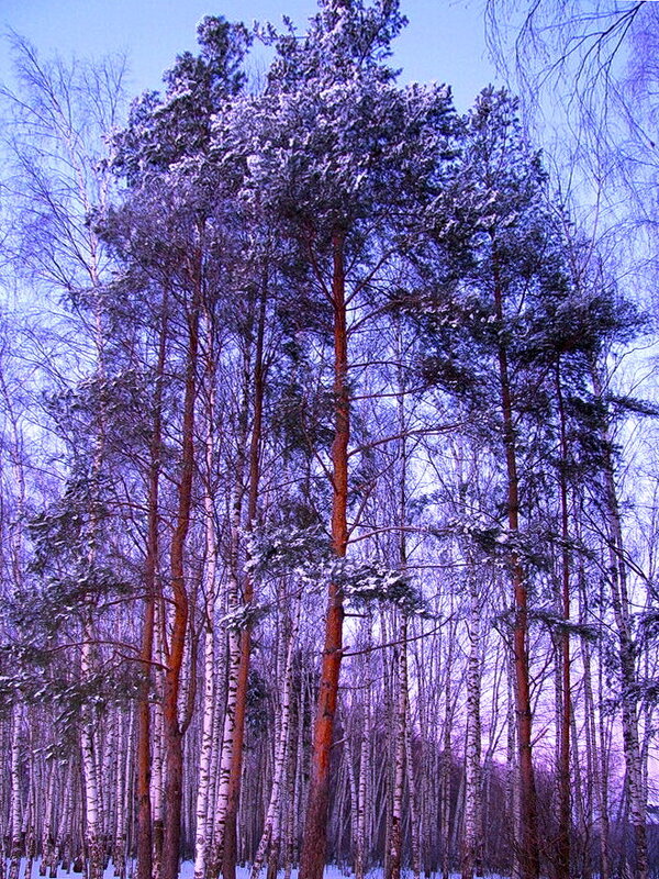 Стройняшки - Людмила Смородинская