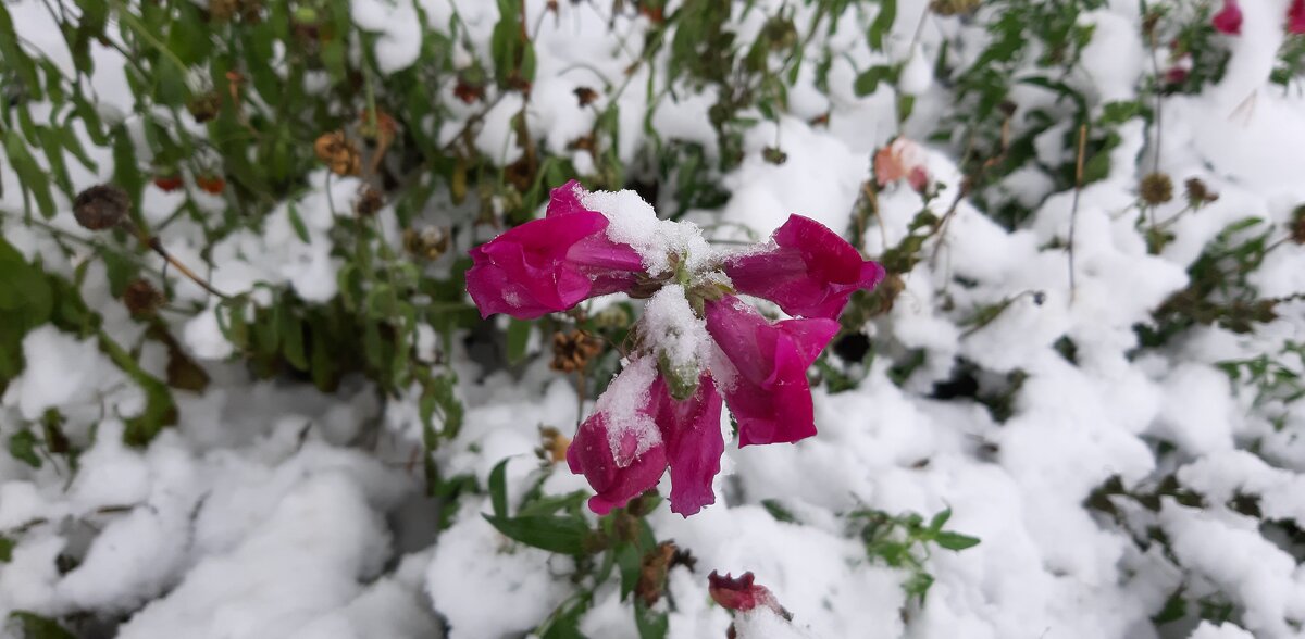 Красота под снегом - Ольга 