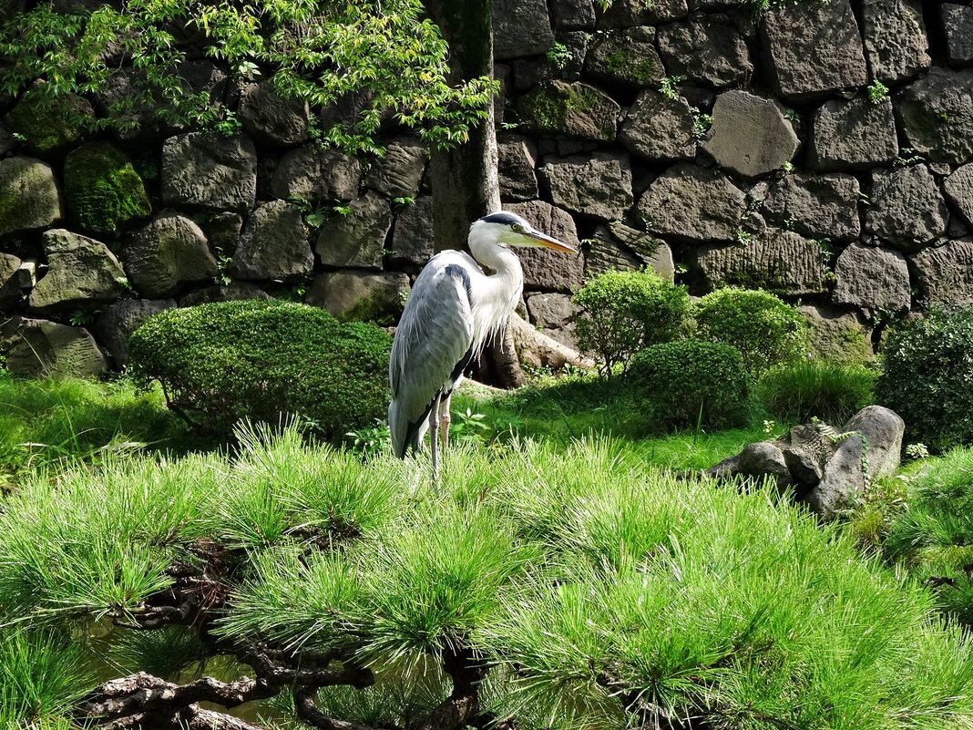 В парке Токио Япония - wea *