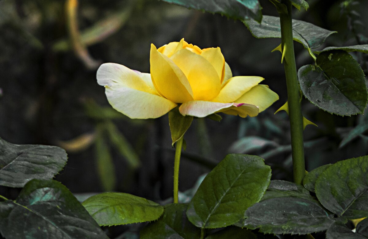Бутон  жёлтой розы - Валентин Семчишин