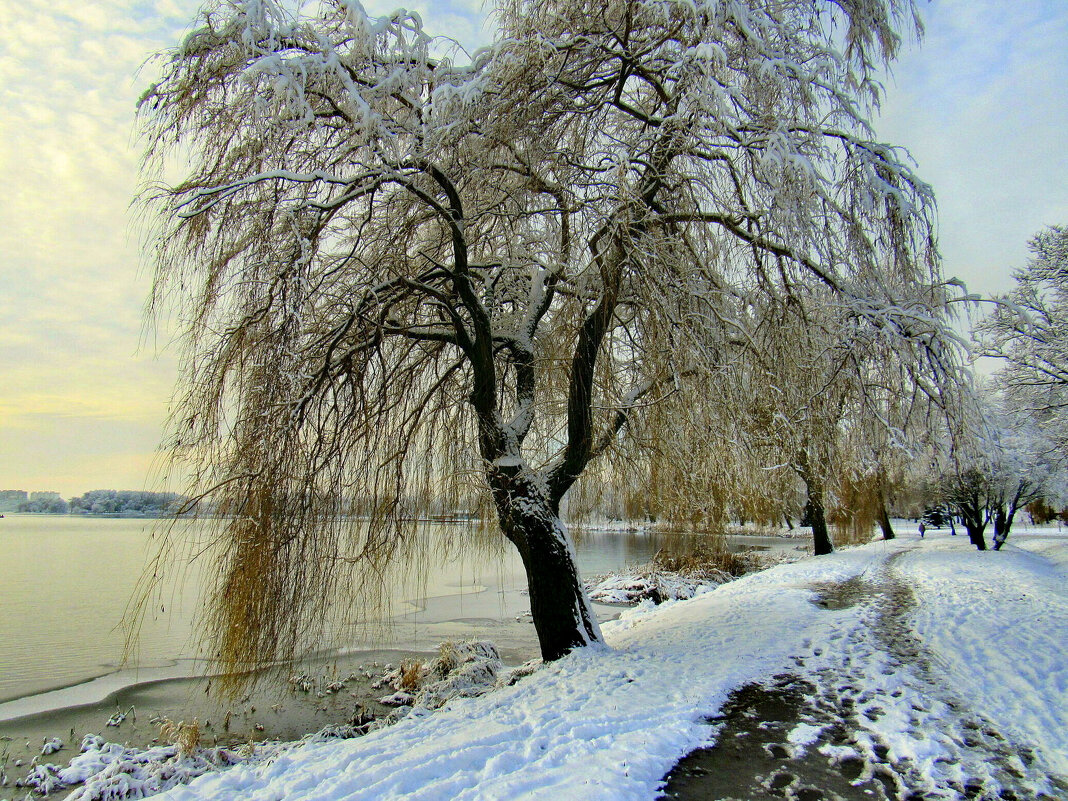 В зимнем парке - Игорь Сычёв