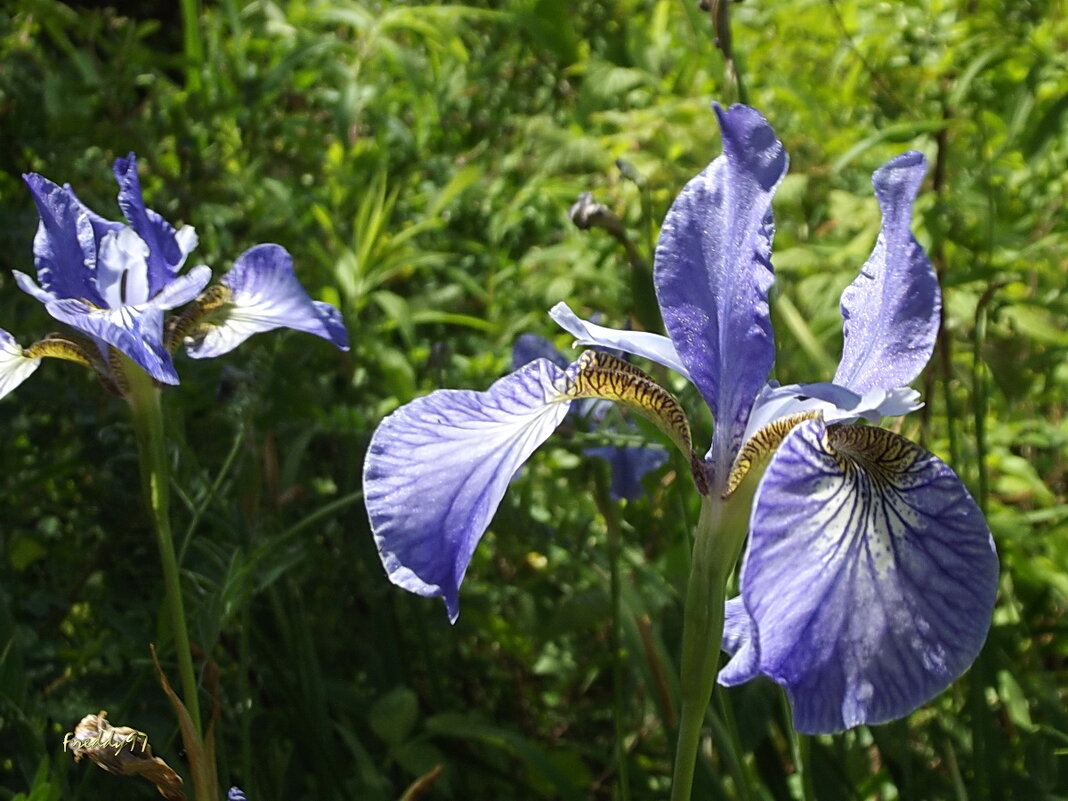 Iris Atropurpurea