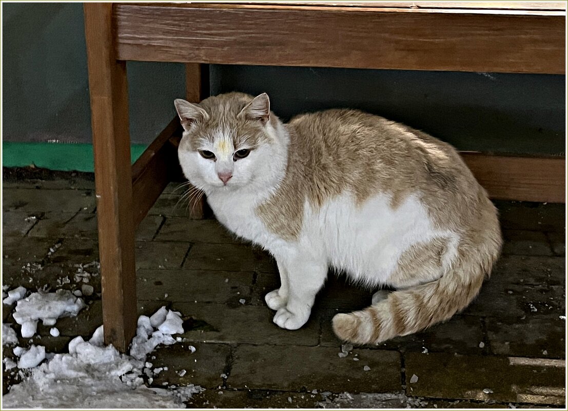 Зеленоградский котик. - Валерия Комова