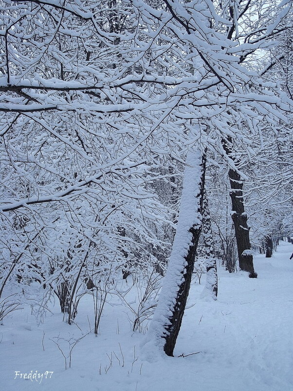 Зимний парк живёт неторопливо жизнью сосен, тишины и снега… - Freddy 97