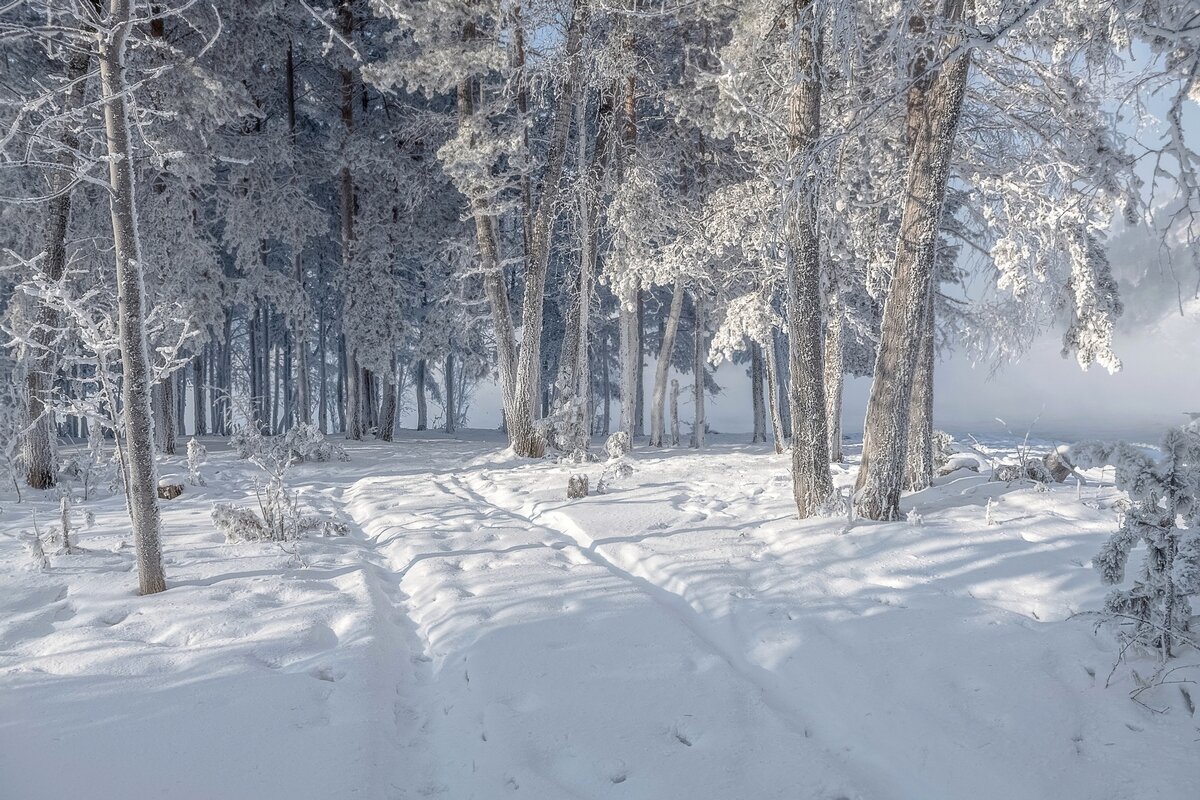 Прогулка по зимнему лесу - Марина Фомина.
