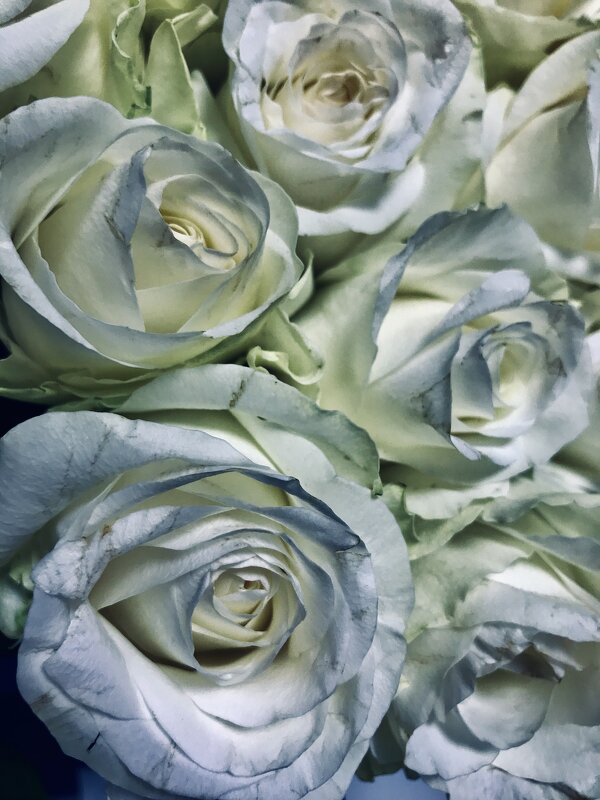 Белые розы - Любовь 