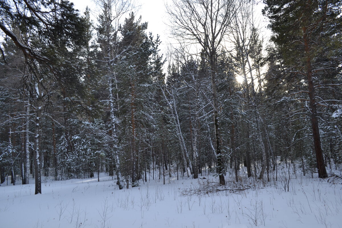 Зимний лес - Андрей Хлопонин