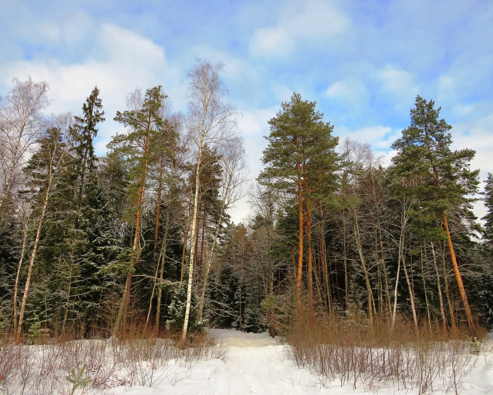 Дорога в зимний лес - Андрей Снегерёв