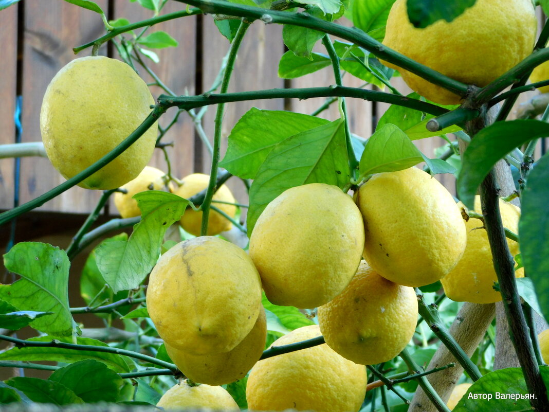 Лимоны на дереве. - Валерьян Запорожченко