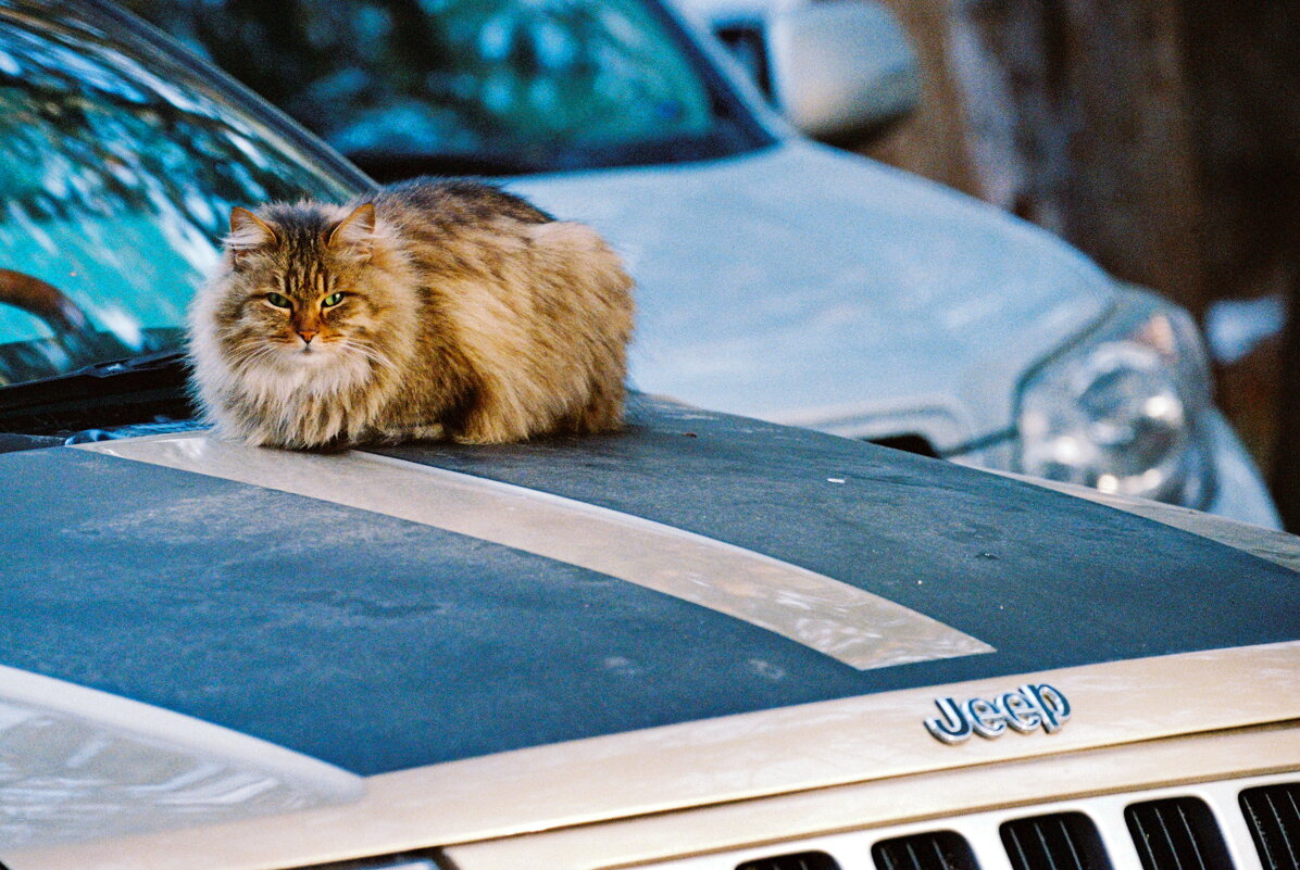 Cat & Jeep - M Marikfoto