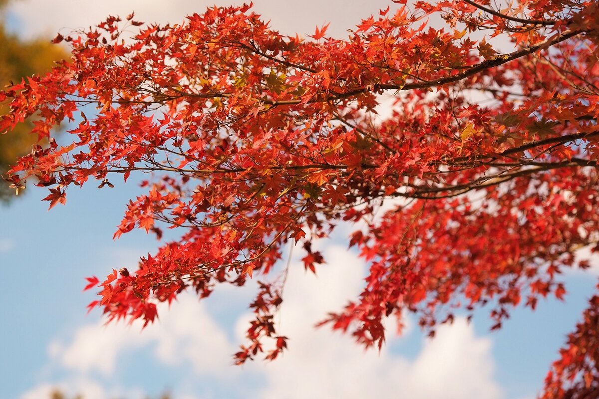Японский красный клен осенью  Acer Palmatum - wea *