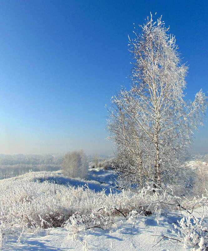 В снежном кружеве берёза. - nadyasilyuk Вознюк