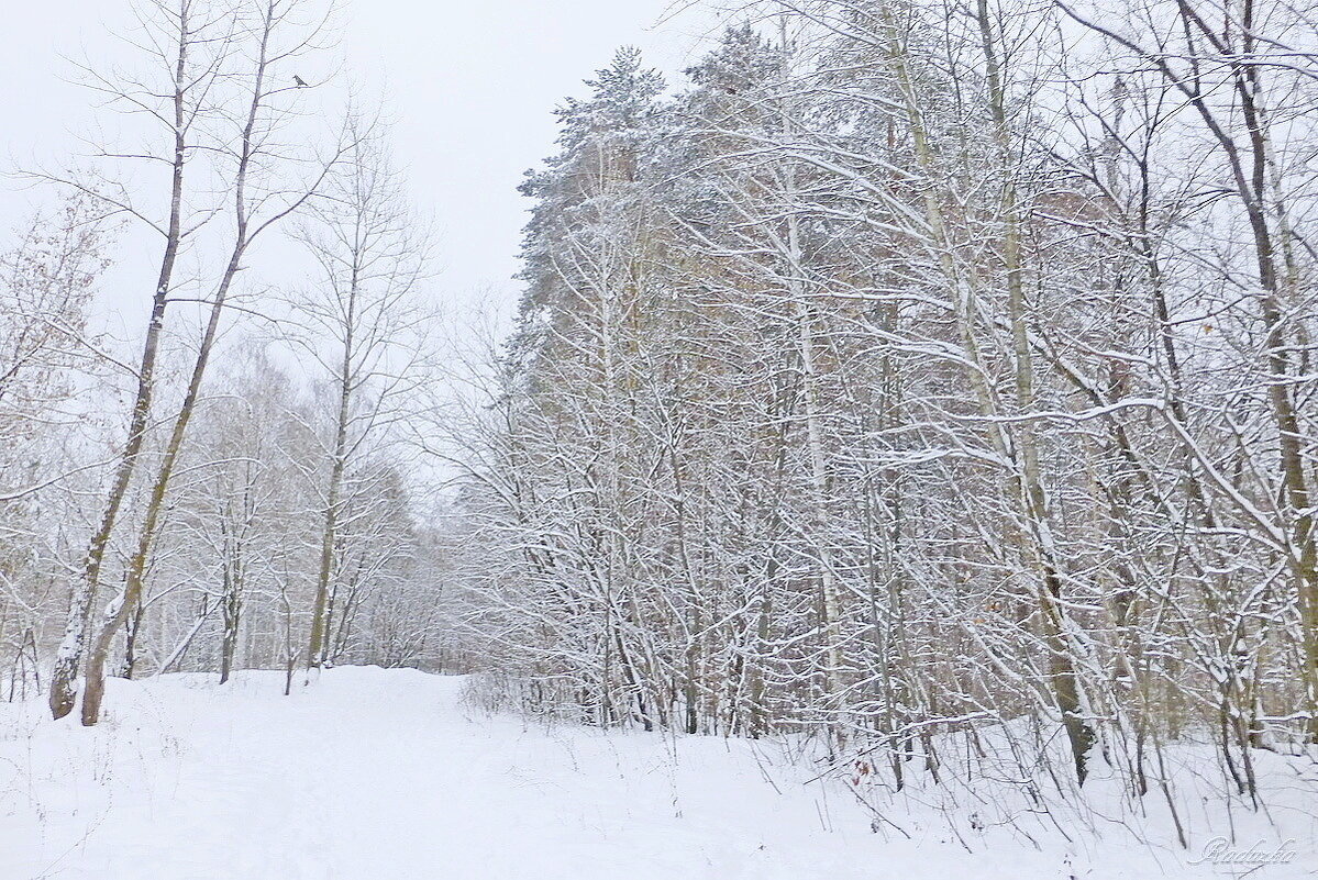 Лес, снег - Raduzka (Надежда Веркина)