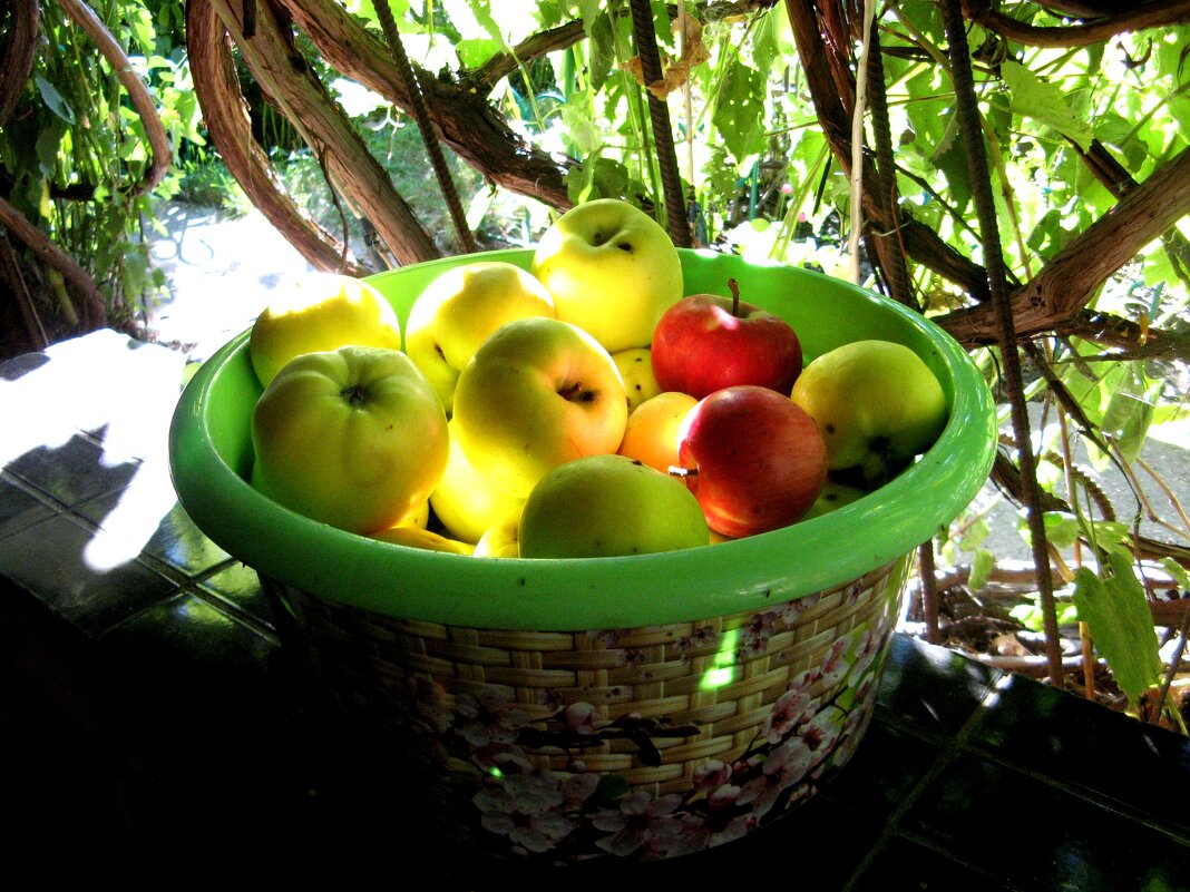 Осенний сбор яблок - Нина Колгатина 