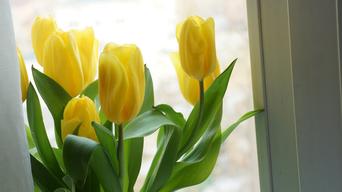 Желтые тюльпаны - Татьяна Маркова
