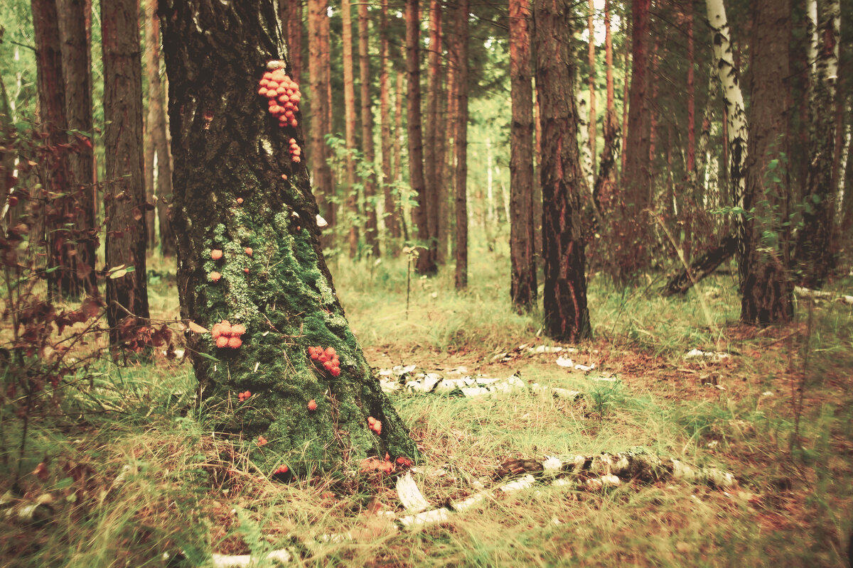 В осеннем лесу - Сергей Царёв