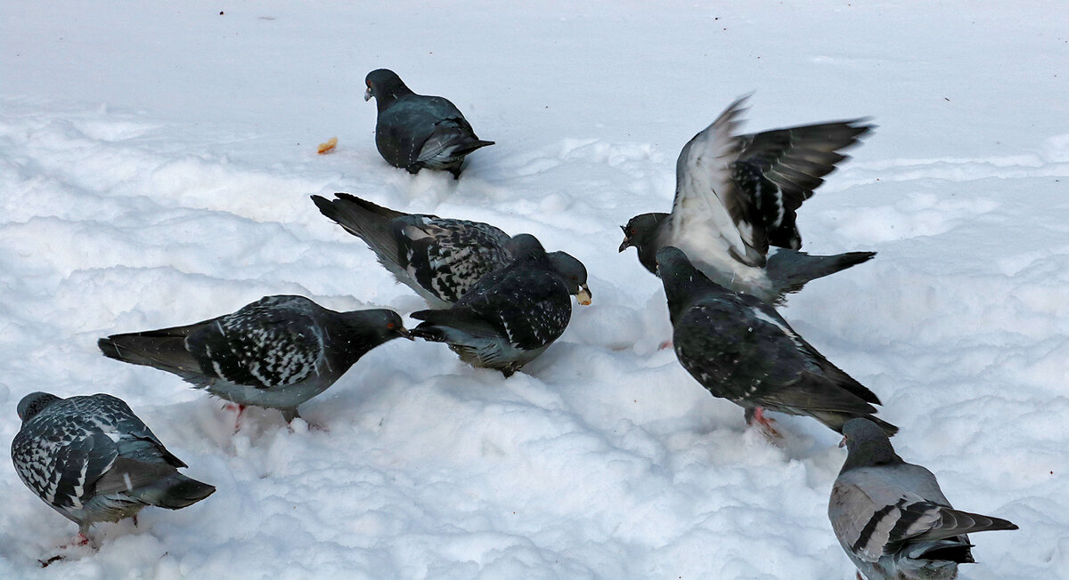 Кормим голубей на снегу - Светлана 