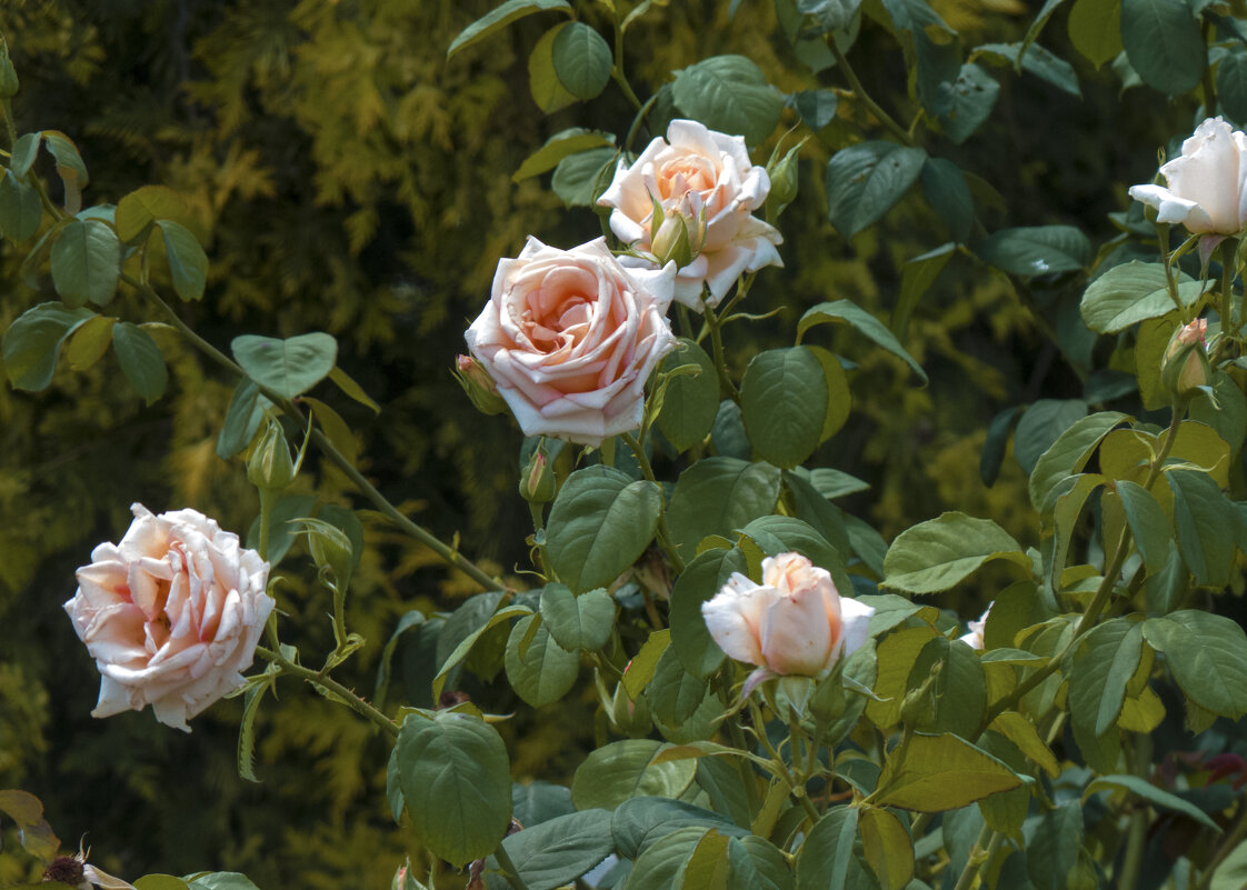 Розы в ботаническом саду - Валентин Семчишин