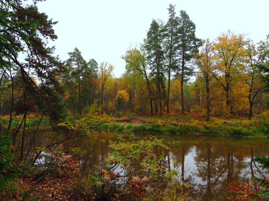 Осень на лесной реке - Андрей Снегерёв