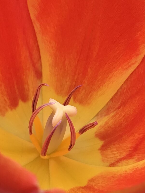 В сердце тюльпана - Pippa 