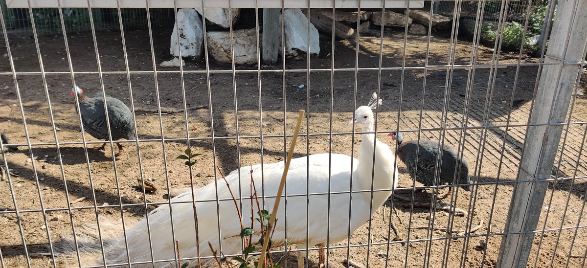 Белый павлин в нашем мини зооапарке - Светлана Хращевская