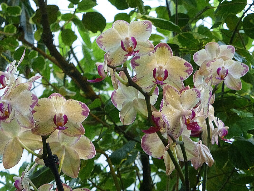 Орхидеи - Лидия Бусурина