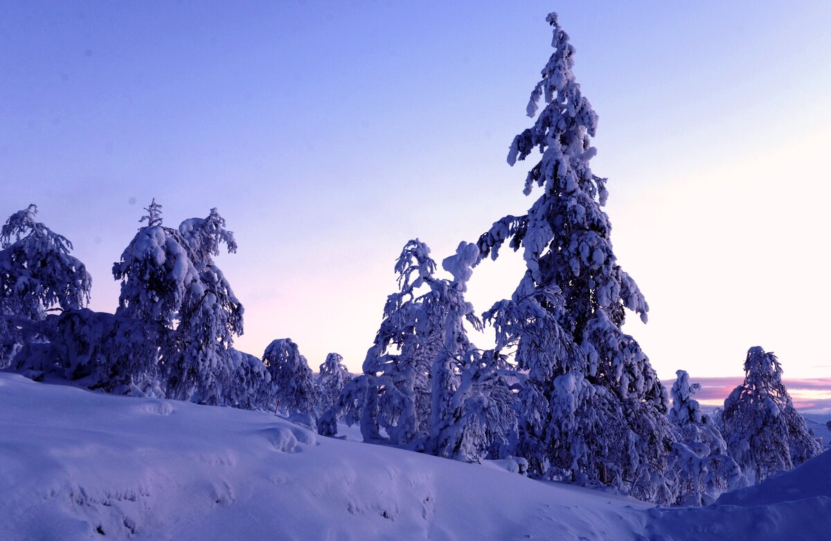 В снегах Лапландии...Январь - ГЕНРИХ 