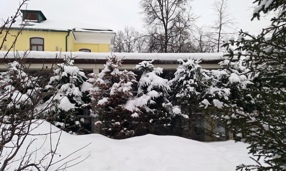 Ёлочки в снегу - Galina Solovova