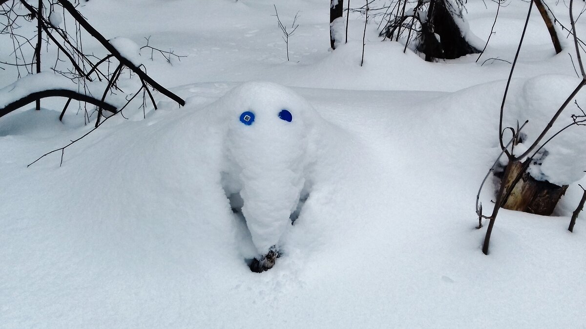 спрятался в снегу - Владимир 