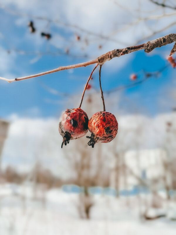 Яблонька в поле - Юля Жуковская