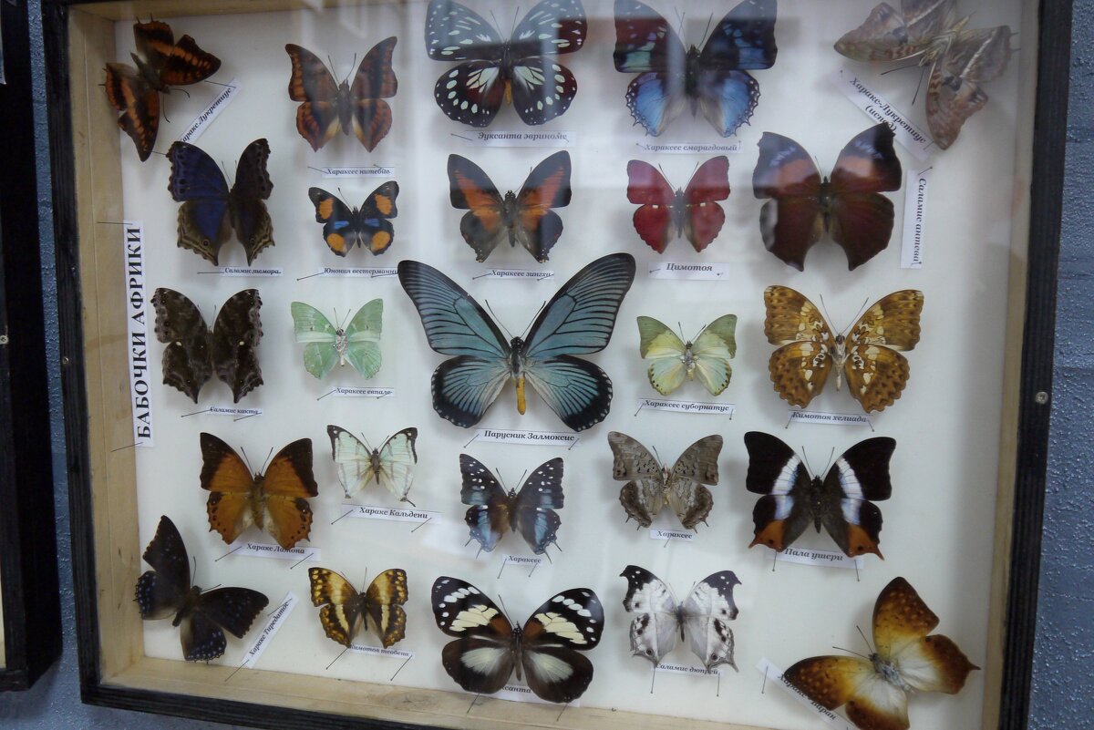 Выставка бабочек-2. - Alex 711402
