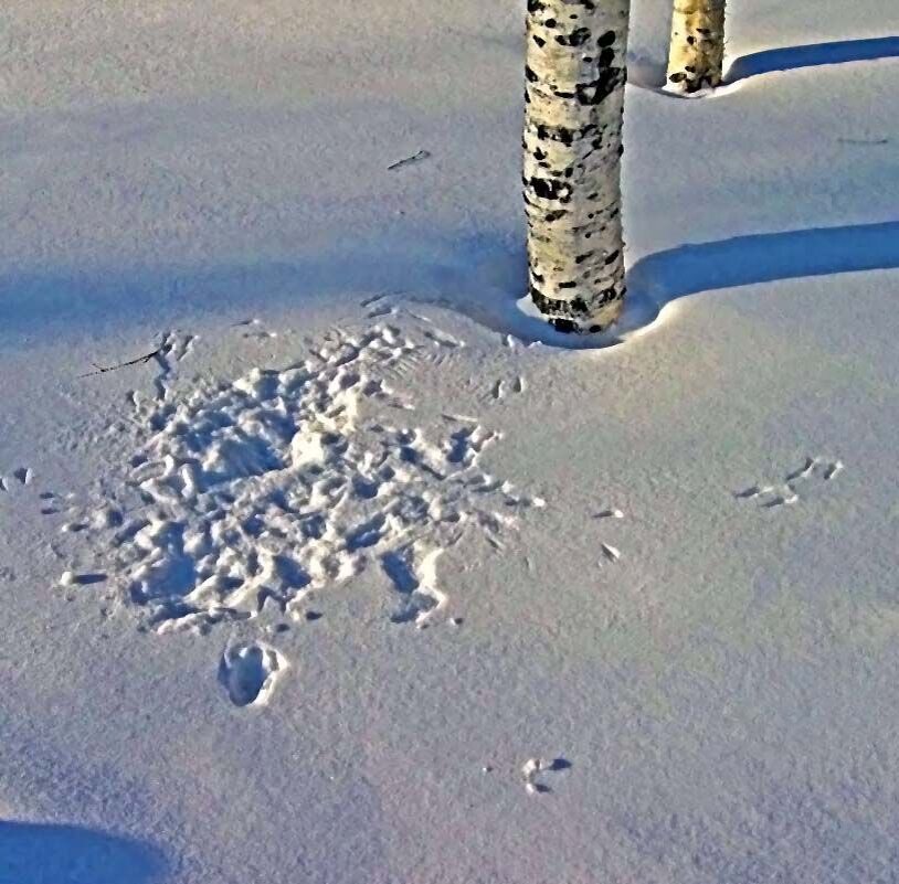 Охота ласки на полевок! - Владимир 