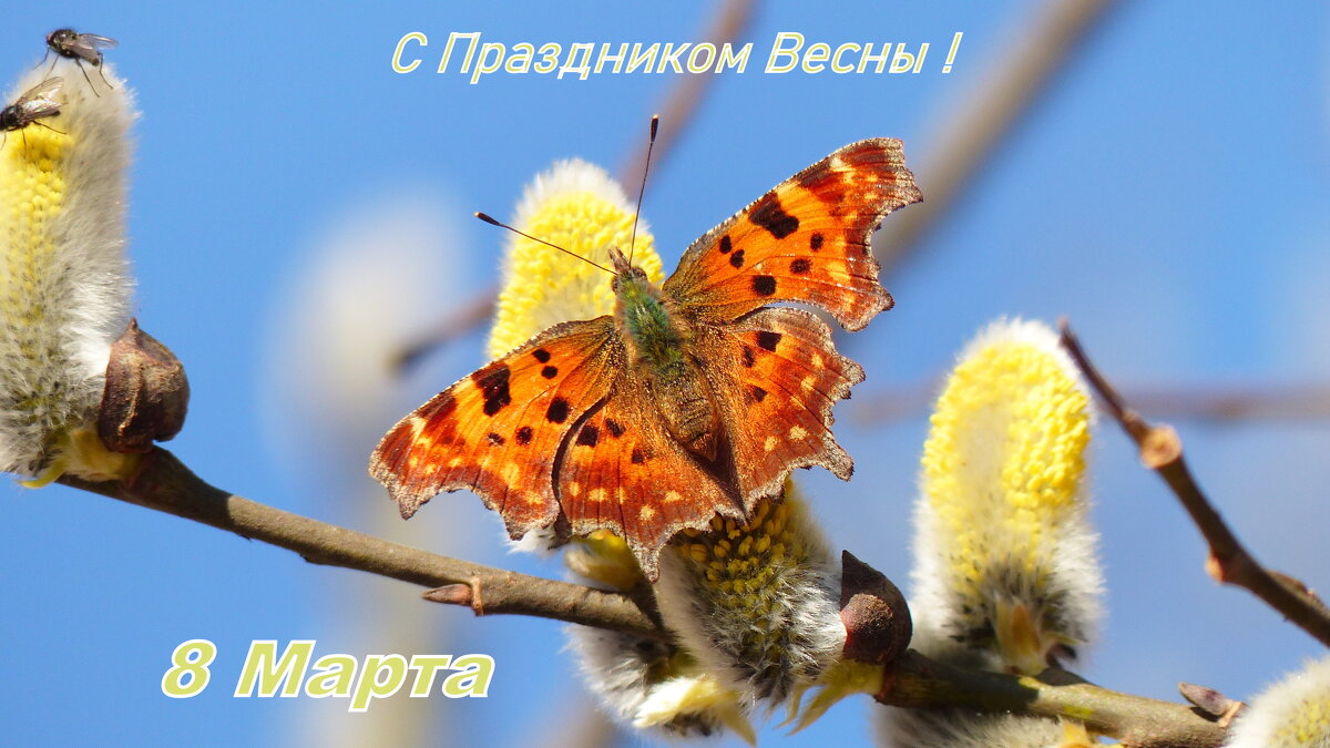 Живые цветы к Празднику Весны! - Александр Прокудин