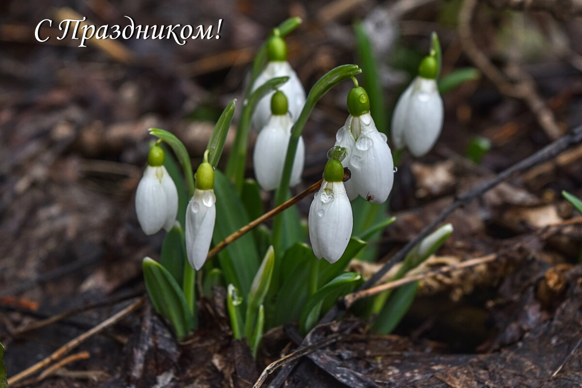 С праздником, дорогие женщины! Здоровья, счастья, любви! - Игорь Кузьмин