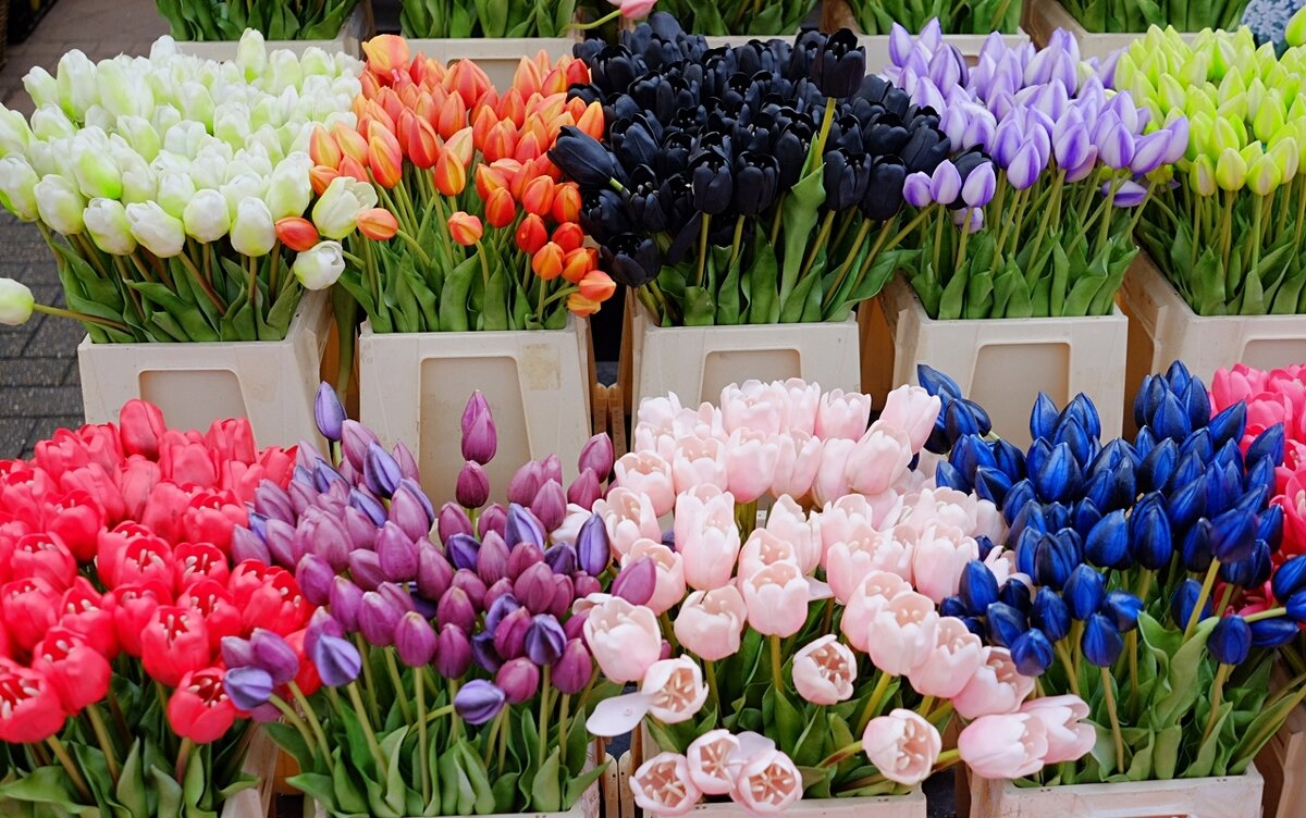 Bloemenmarkt Цветочный рынок Амстердам Нидерланды - wea *