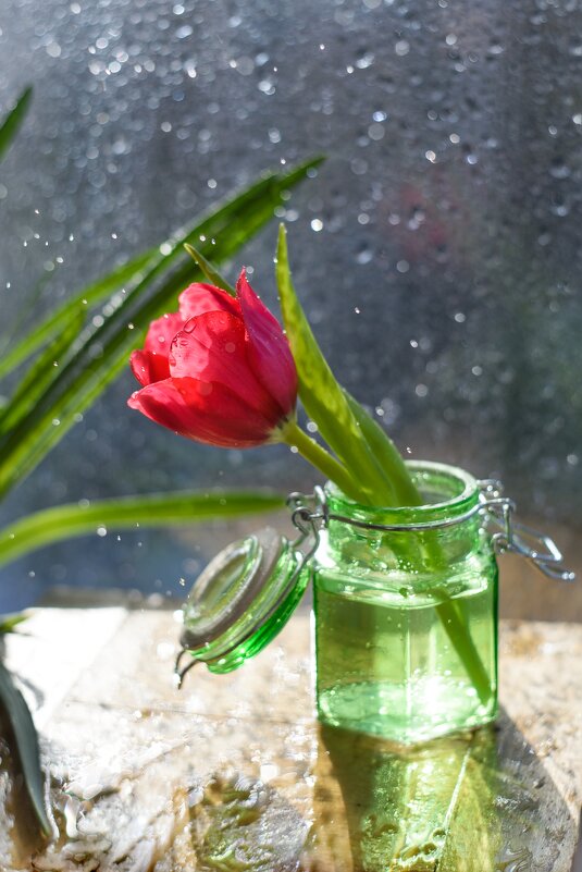 Тюльпан в зеленой банке - Екатерина Леонова