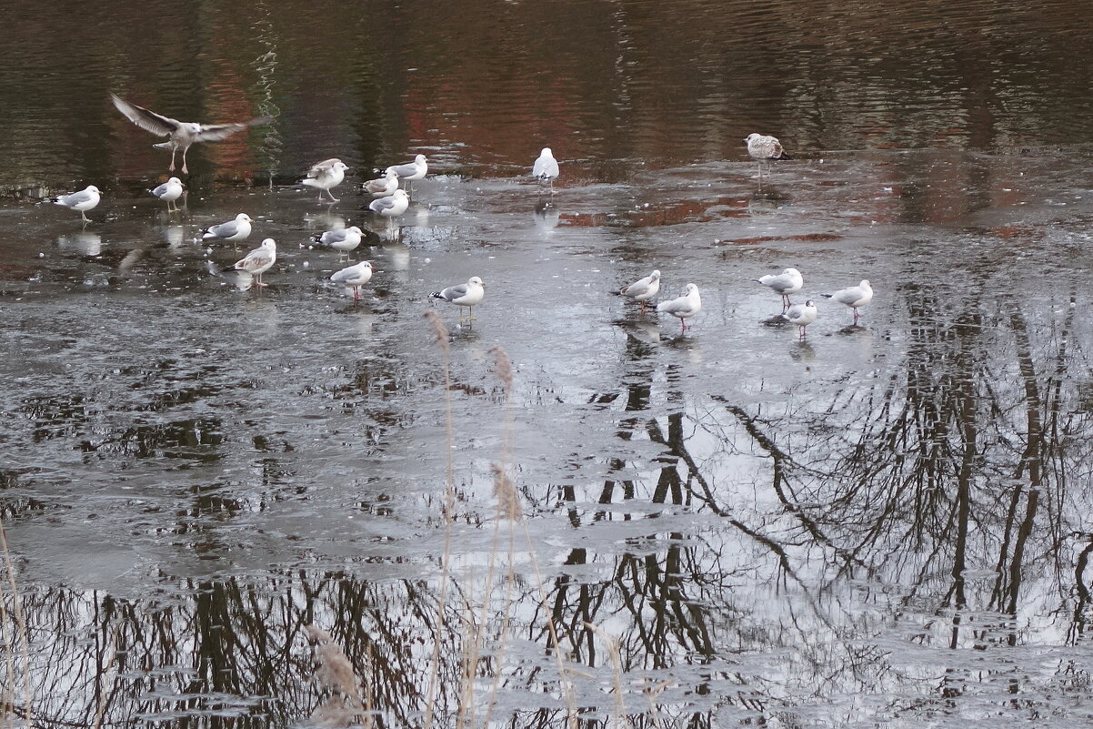 Чайки на Нижнем озере, Калининград - Маргарита Батырева