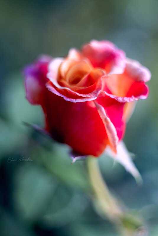 Красота розы... - Юрий Ткачёв