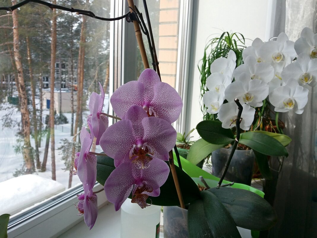 Орхидеи на окне - Galina Solovova