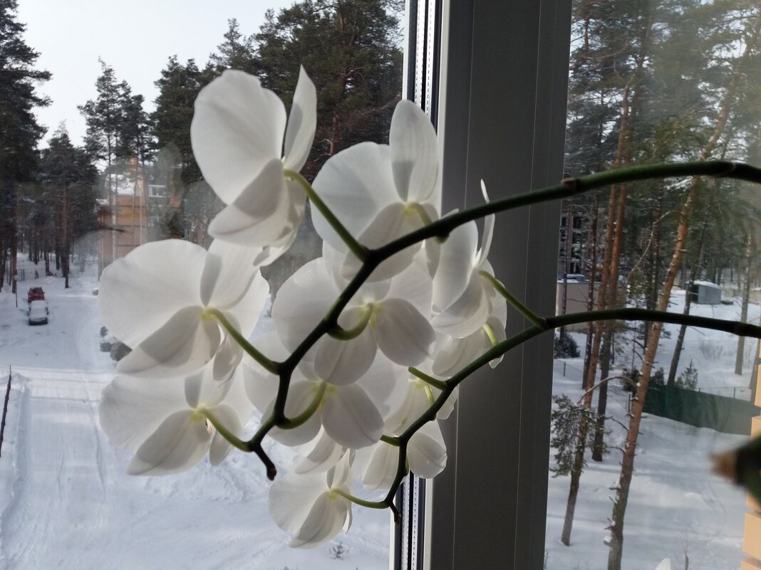Цветы на окне - Galina Solovova