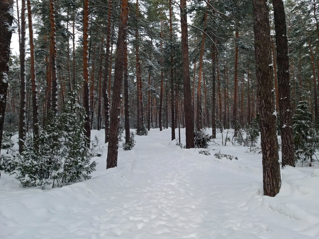 Край леса Солотча
