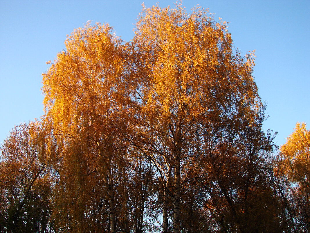 Осень - Георгий Келарев