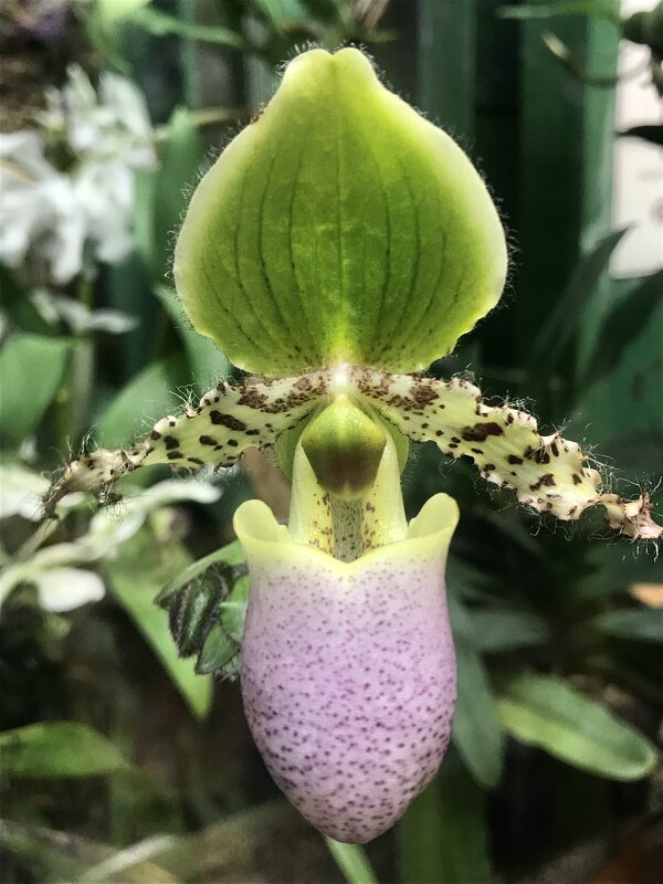 Орхидеи - Pippa 