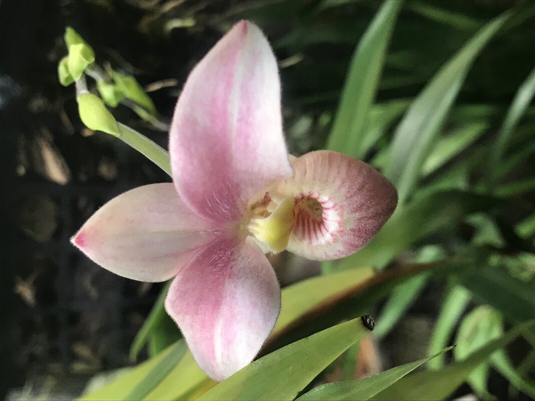 Орхидеи - Pippa 