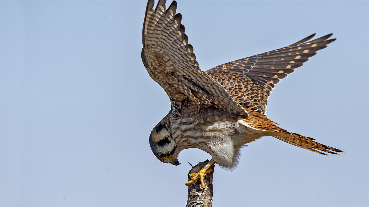 American kestrel - Petr @+