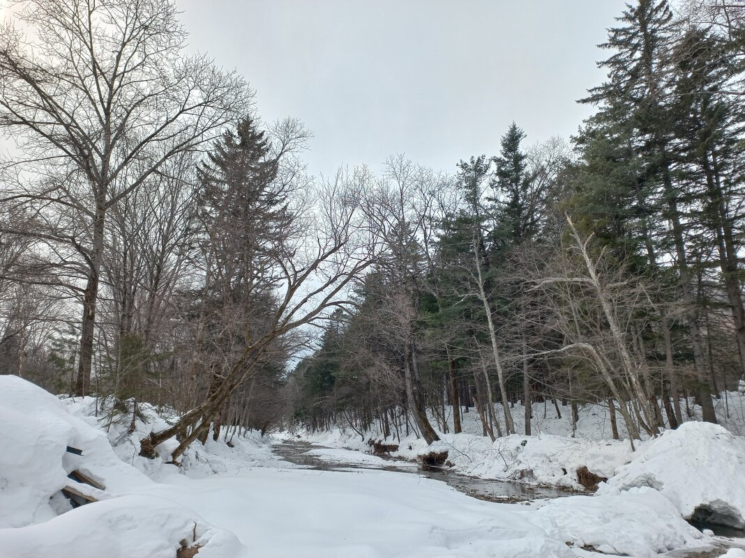Прогулка по зимнему лесу - Елена Никитина
