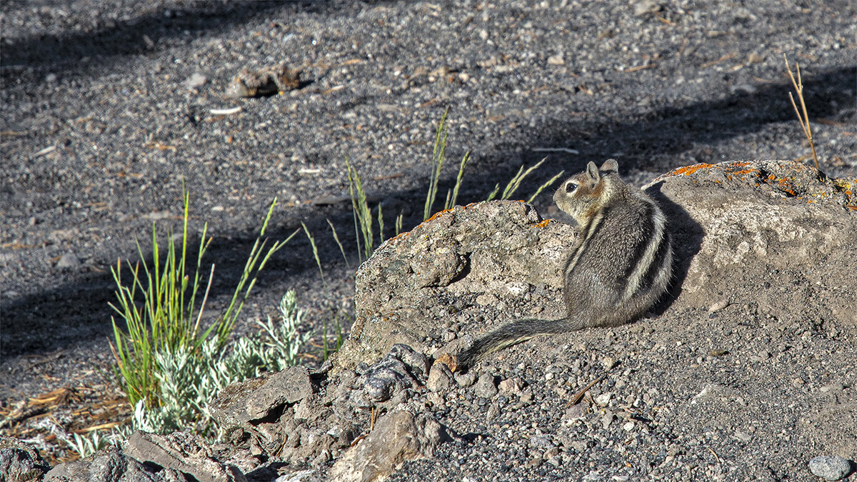 Mammoth Hot Springs - Petr @+