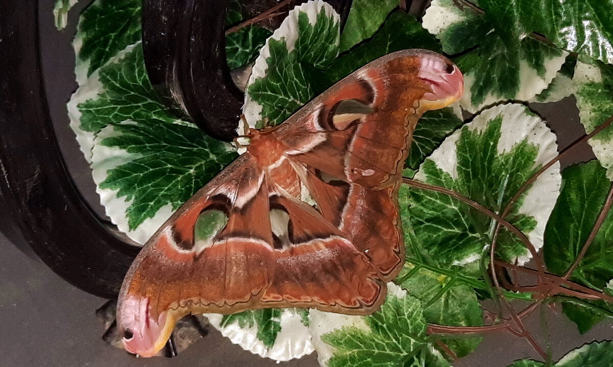 Ночная тропическая бабочка - Елена Кирьянова