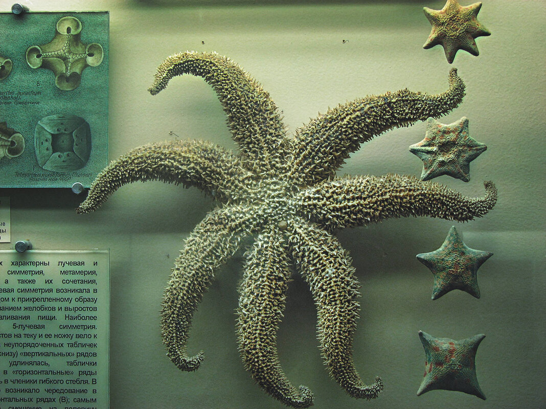 Stages of starfish development - SafronovIV Сафронов