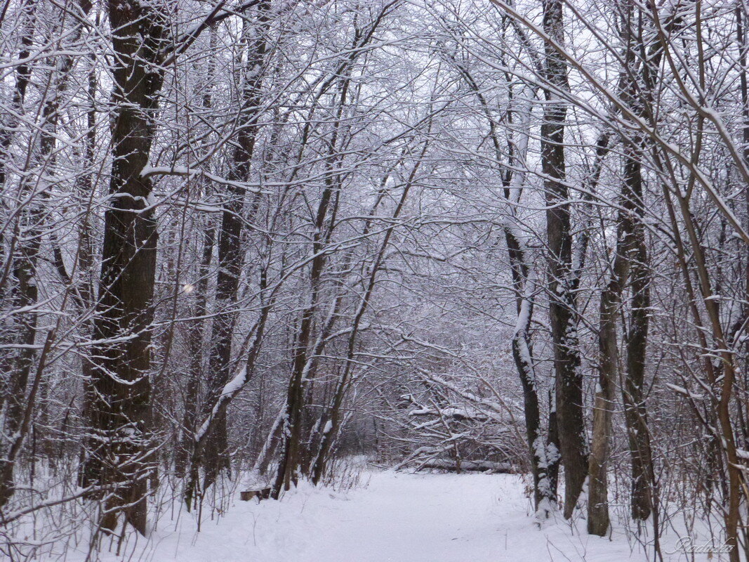 Прогулка в лес - Raduzka (Надежда Веркина)